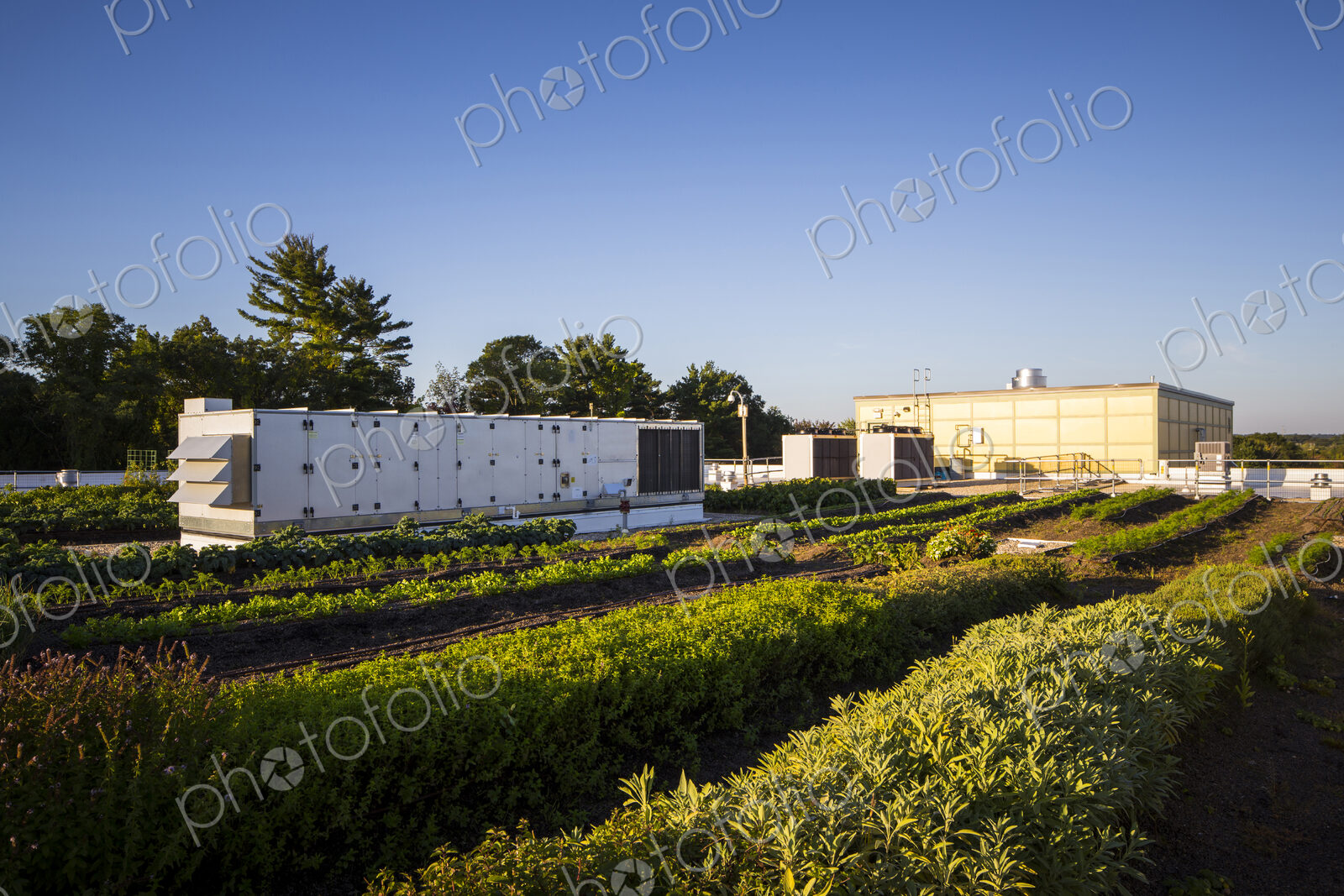 Vegetables growing on an organic farm.