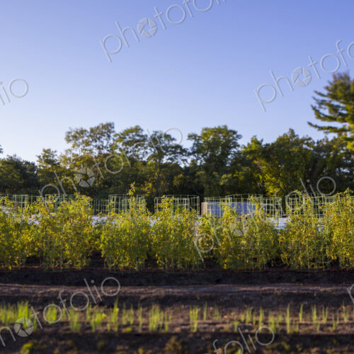 Vegetables growing on an organic farm, close up. Vegetables growing on an organic farm, close up.
