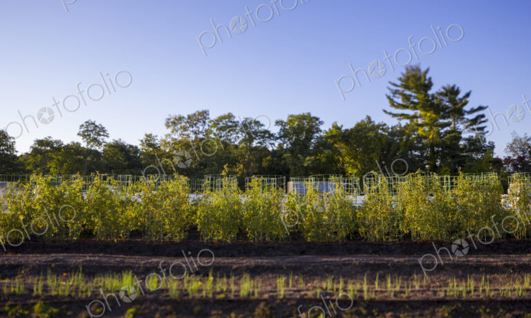 Vegetables growing on an organic farm, close up.
