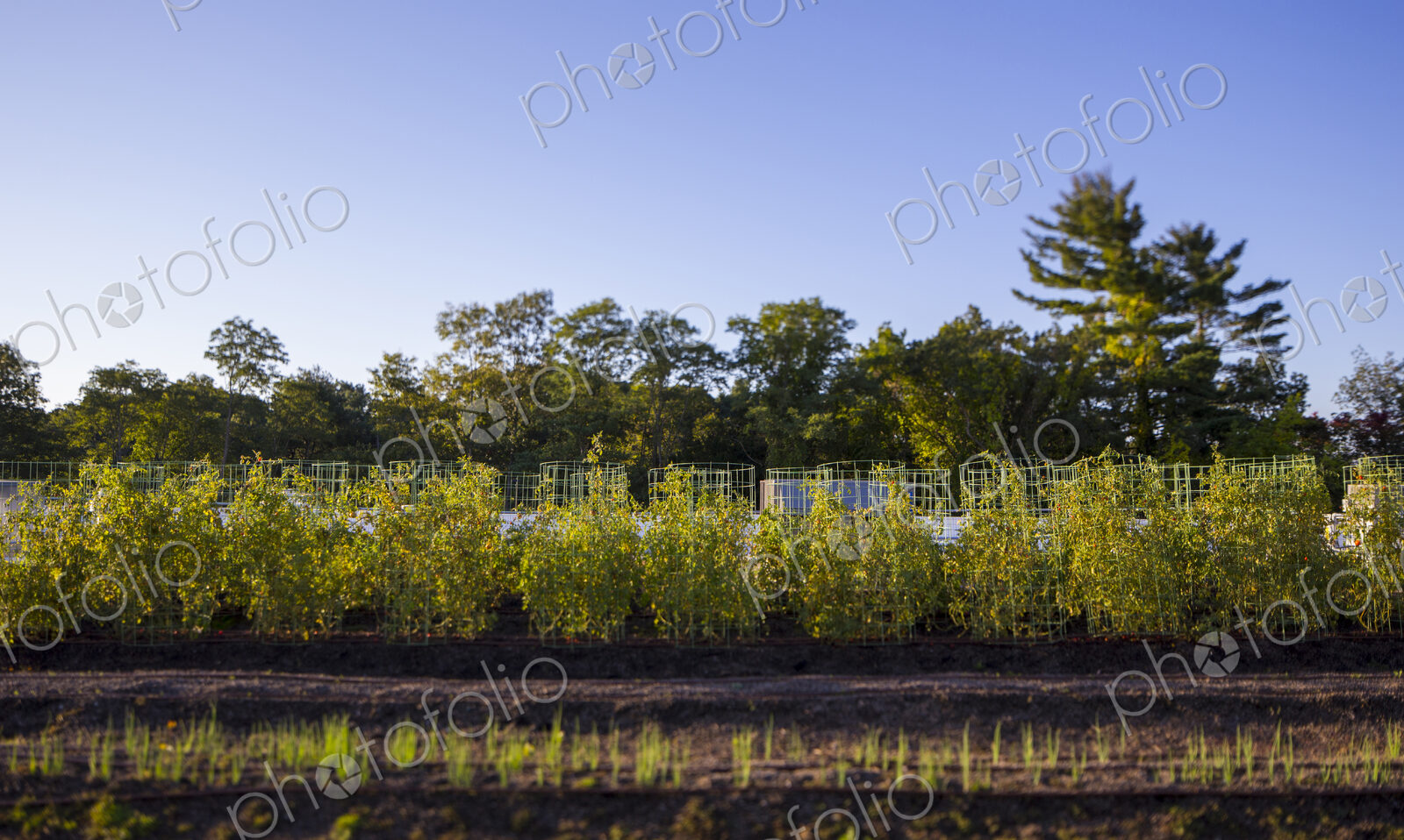 Vegetables growing on an organic farm, close up.