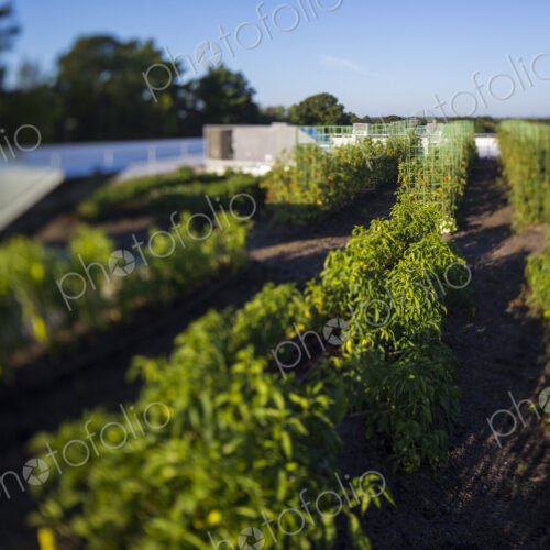 Vegetables growing on an organic farm, close up. Vegetables growing on an organic farm, close up.
