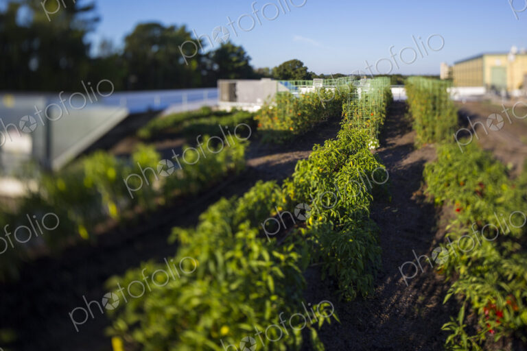 Vegetables growing on an organic farm, close up.