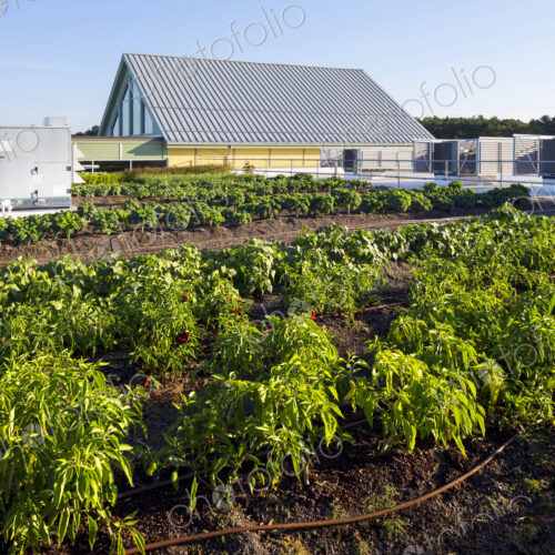 Vegetables growing on an organic farm, close up. Vegetables growing on an organic farm, close up.