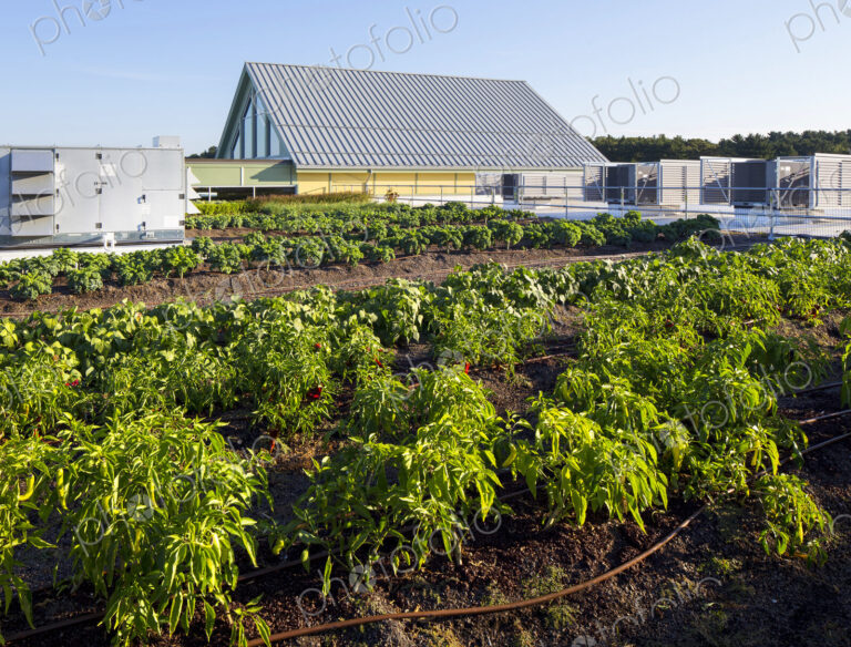 Vegetables growing on an organic farm, close up.
