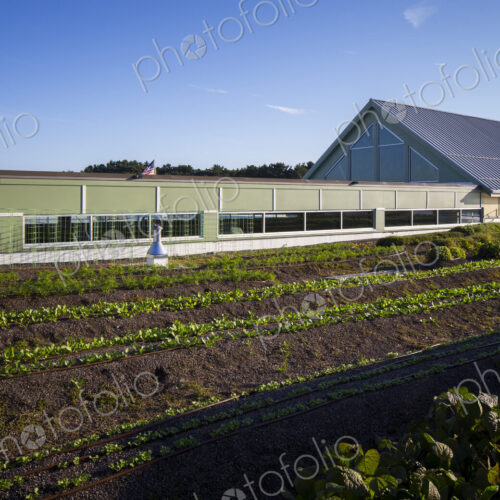 Vegetables growing on an organic farm, close up. Vegetables growing on an organic farm, close up.