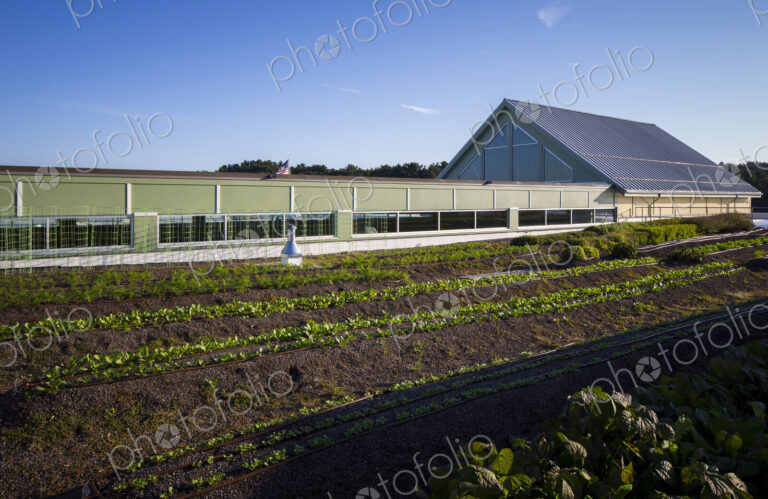 Vegetables growing on an organic farm, close up.