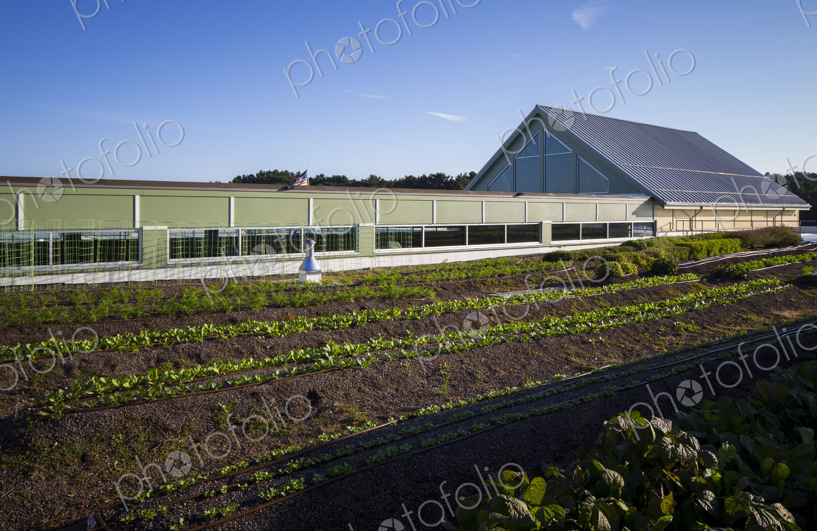 Vegetables growing on an organic farm, close up.