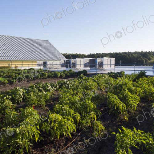 Vegetables growing on an organic farm, close up, kale plants with crinkly leaves. Vegetables growing on an organic farm, close up, kale plants with crinkly leaves.