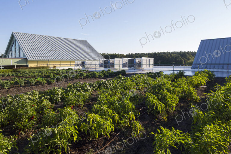 Vegetables growing on an organic farm, close up, kale plants with crinkly leaves.