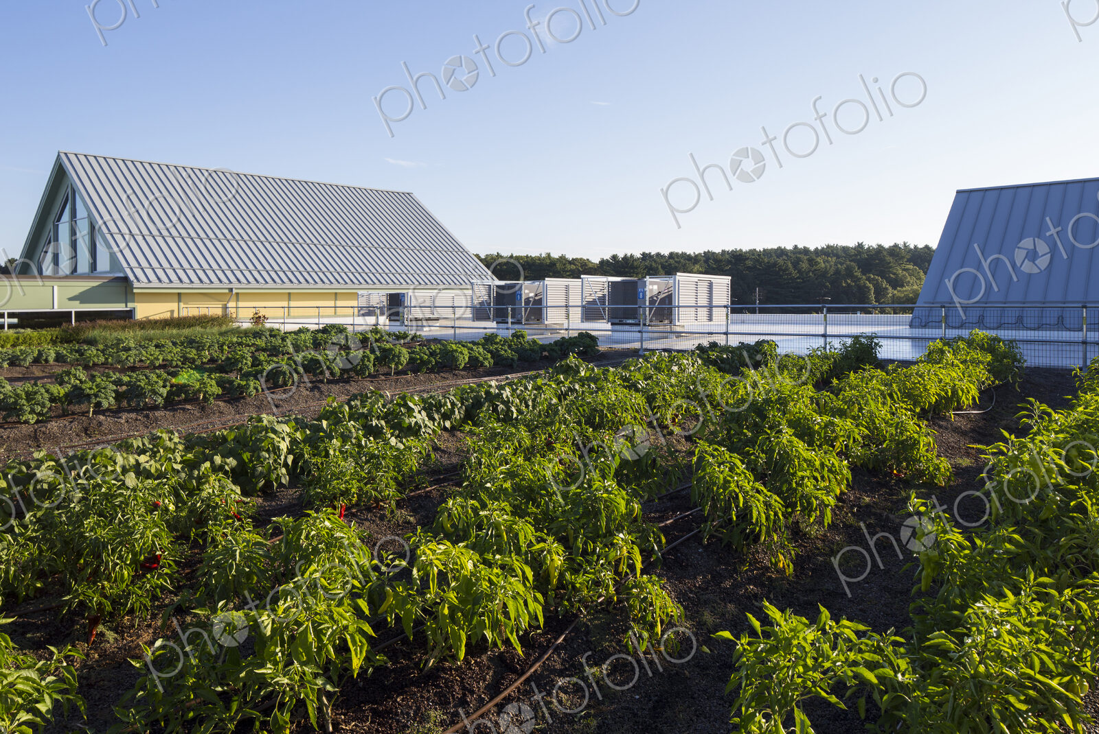 Vegetables growing on an organic farm, close up, kale plants with crinkly leaves.