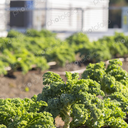 Vegetables growing on an organic farm, close up, kale plants with crinkly leaves. Vegetables growing on an organic farm, close up, kale plants with crinkly leaves.