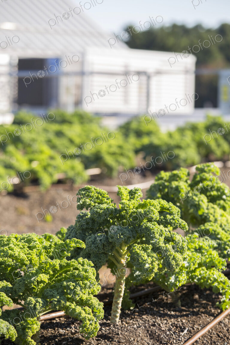 Vegetables growing on an organic farm, close up, kale plants with crinkly leaves.