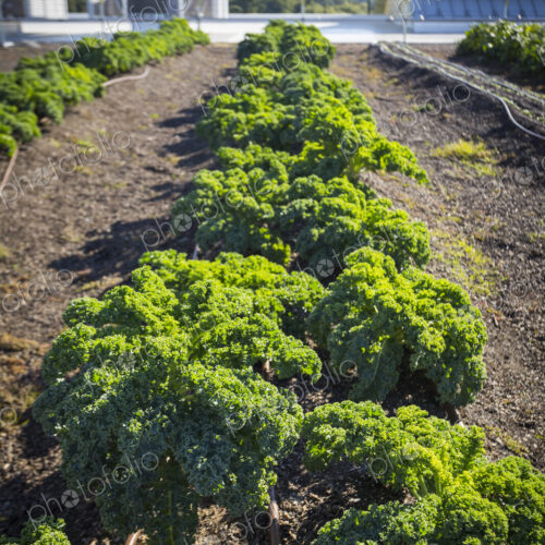 Vegetables growing on an organic farm, close up, kale plants with crinkly leaves. Vegetables growing on an organic farm, close up, kale plants with crinkly leaves.