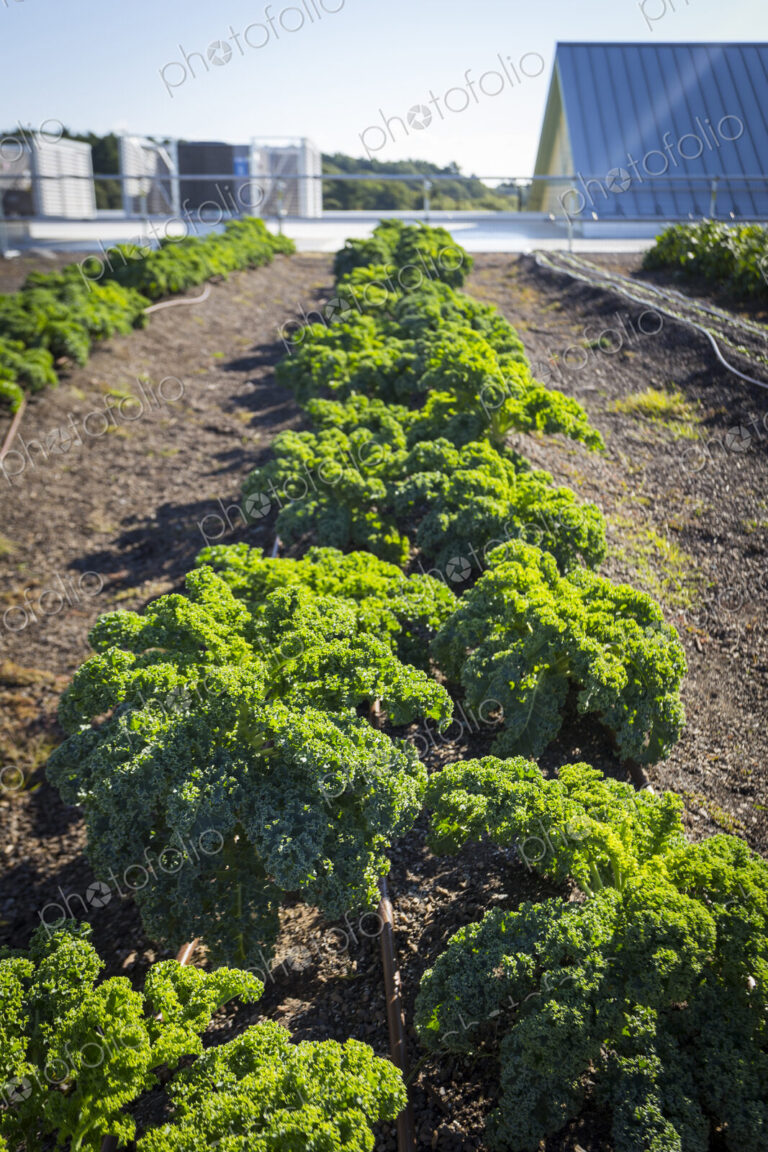 Vegetables growing on an organic farm, close up, kale plants with crinkly leaves.