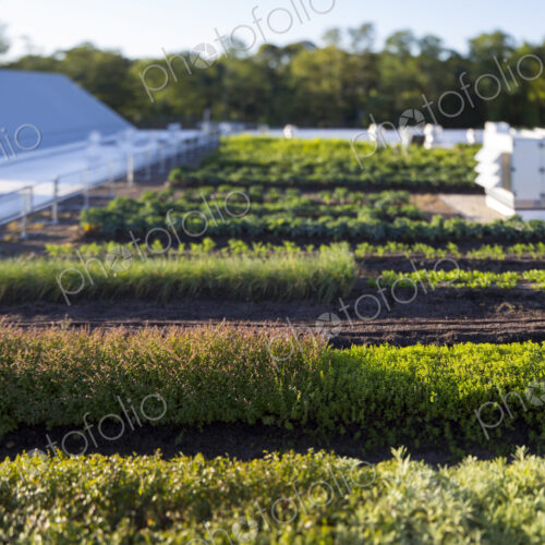 Vegetables growing on an organic farm, elevated view of the commercial organic…