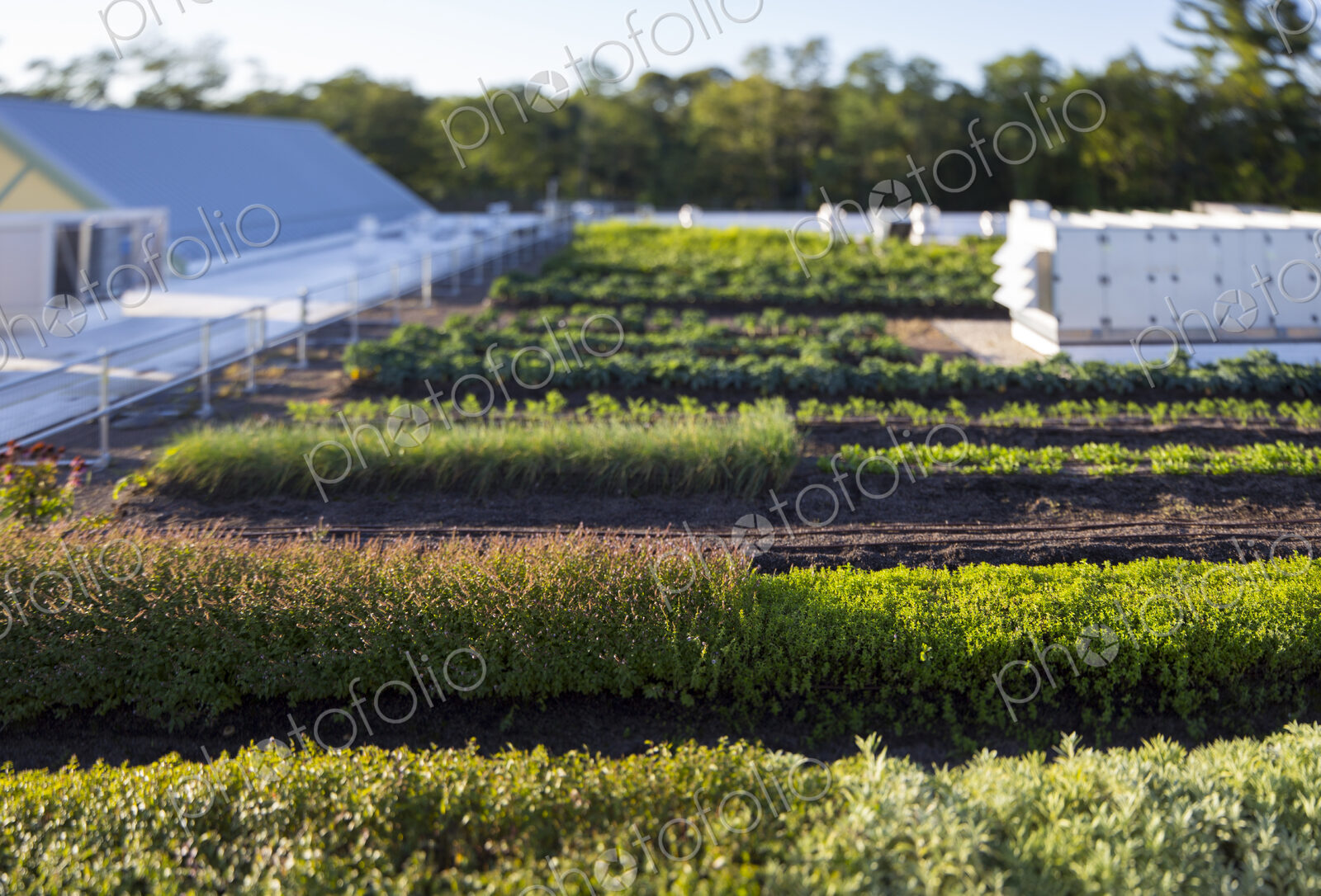 Vegetables growing on an organic farm, elevated view of the commercial organic…