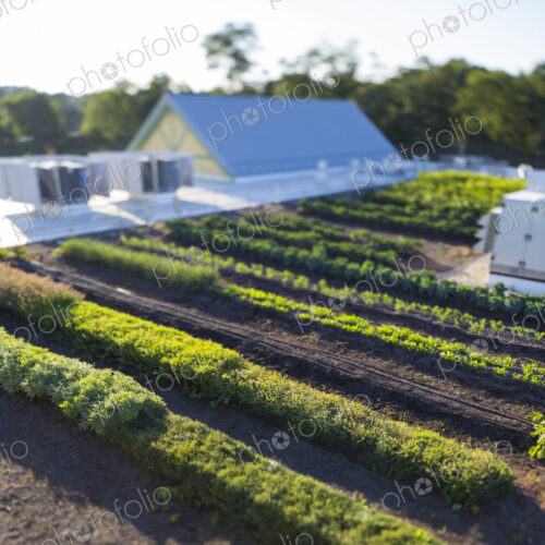 Vegetables growing on an organic farm, elevated view of the commercial organic…