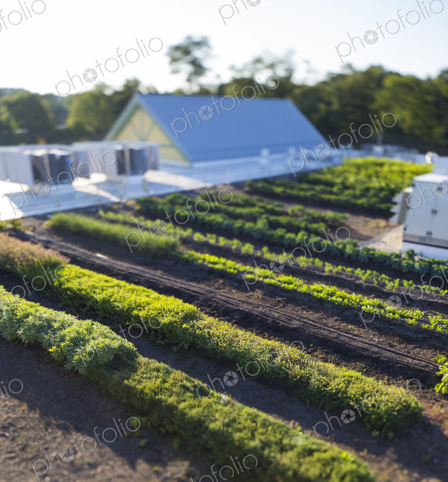Vegetables growing on an organic farm, elevated view of the commercial organic…