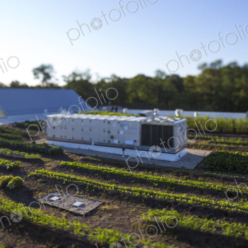 Vegetables growing on an organic farm, elevated view of the commercial organic…