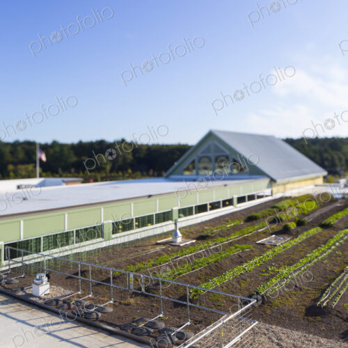 Vegetables growing on an organic farm, elevated view of the commercial organic…