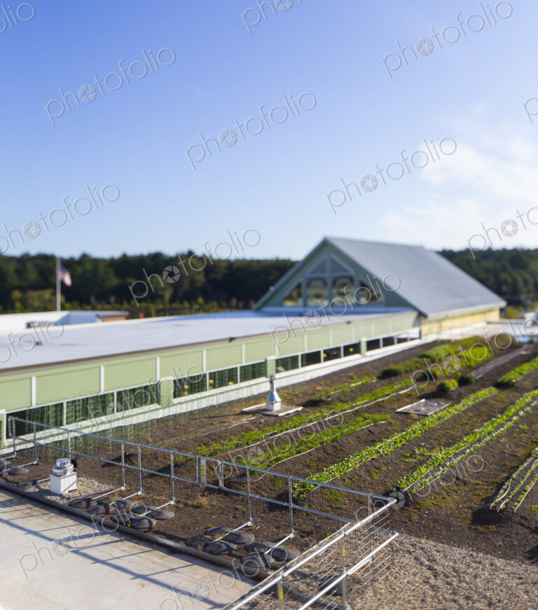 Vegetables growing on an organic farm, elevated view of the commercial organic…