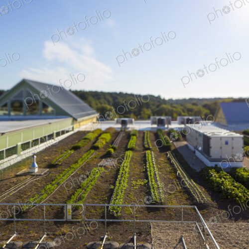Vegetables growing on an organic farm, overhead view, of buildings and crops. Vegetables growing on an organic farm, overhead view, of buildings and crops.
