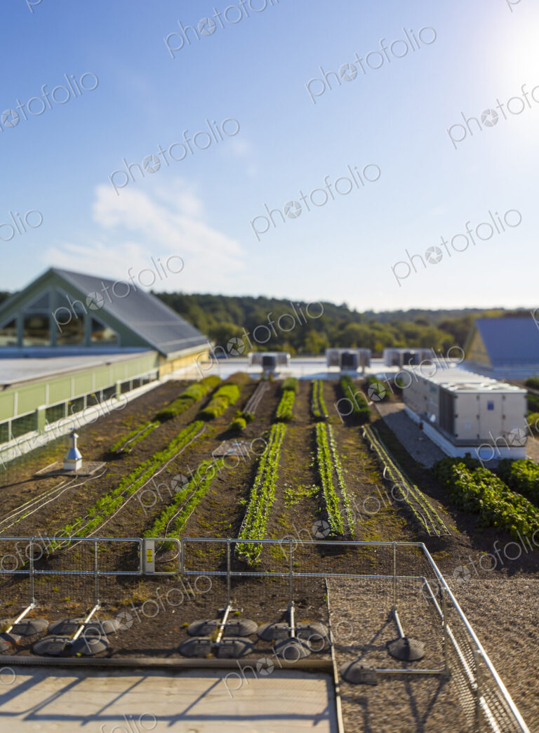 Vegetables growing on an organic farm, overhead view, of buildings and crops.