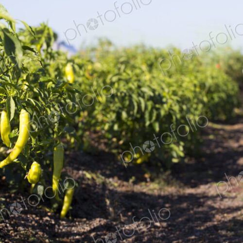 Vegetables on an organic farm, close up, green peppers growing on bush plants. Vegetables on an organic farm, close up, green peppers growing on bush plants.