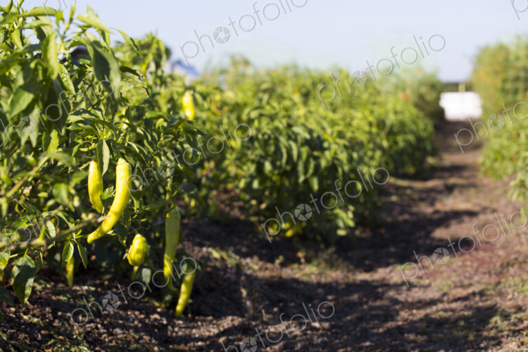 Vegetables on an organic farm, close up, green peppers growing on bush plants.