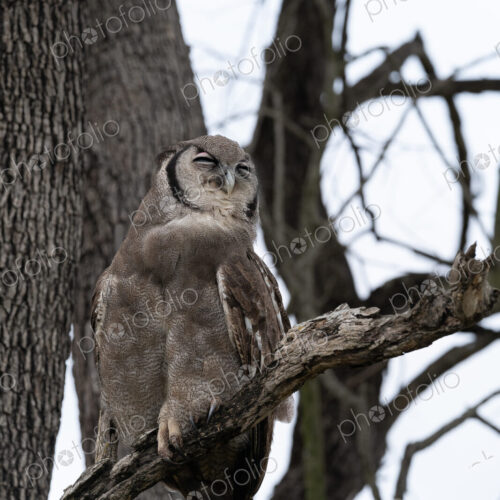 Verreaux's Eagle Owl, Bubo lacteus, perched in a tree.