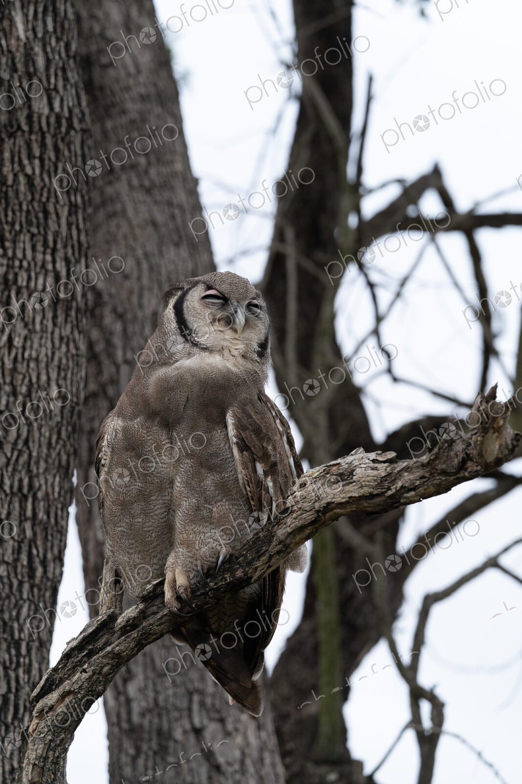 Verreaux’s Eagle Owl, Bubo lacteus, perched in a tree.