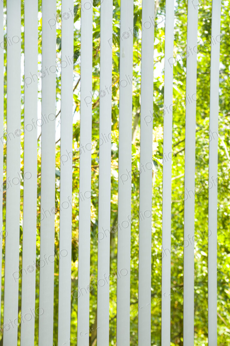 Vertical window blinds half closed, with sunlit foliage of tree branches with leaves…