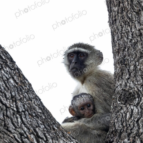 Vervet monkey and baby in Leadwood, Cercopithecus.