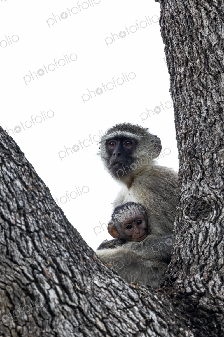 Vervet monkey and baby in Leadwood, Cercopithecus.