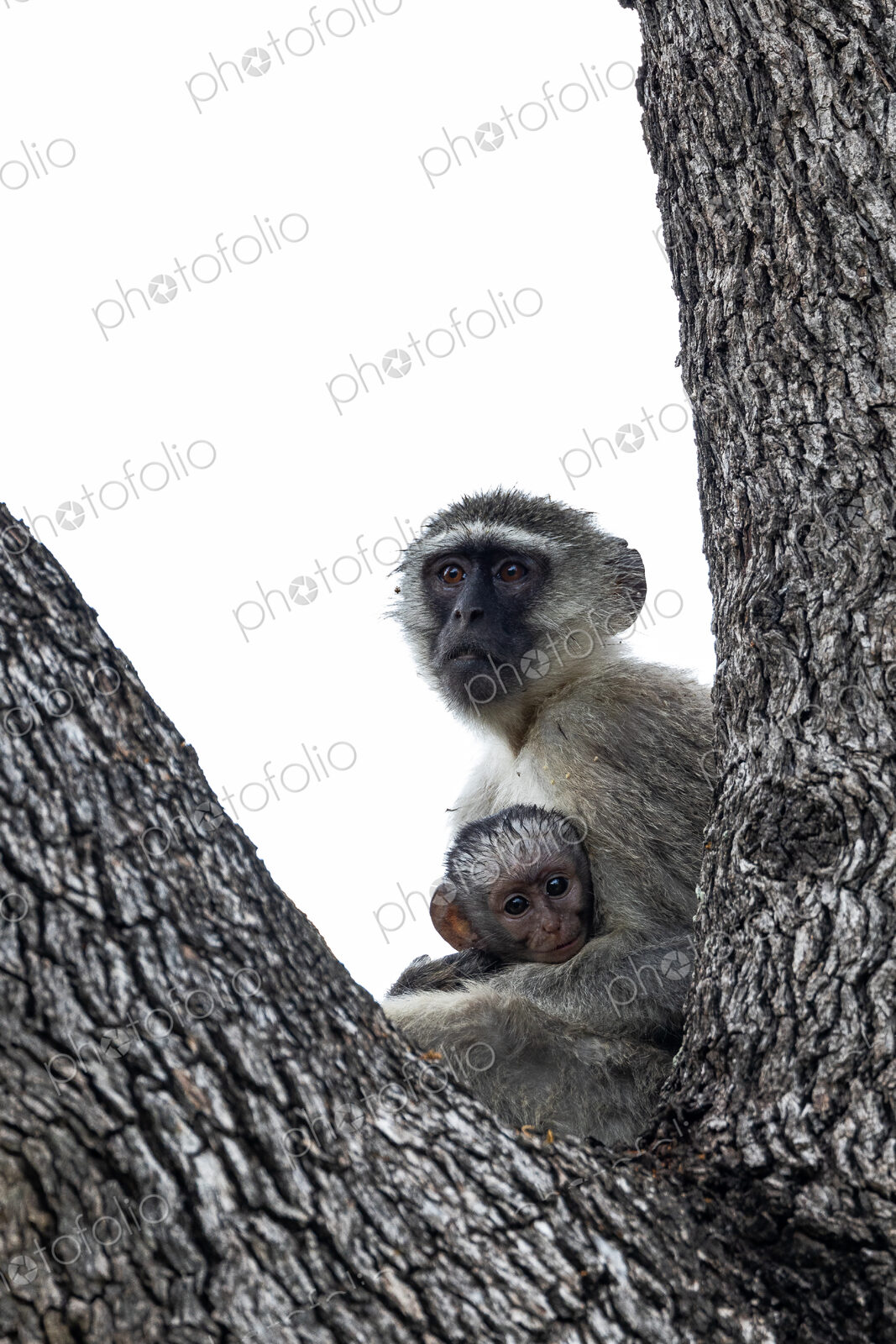 Vervet monkey and baby in Leadwood, Cercopithecus.
