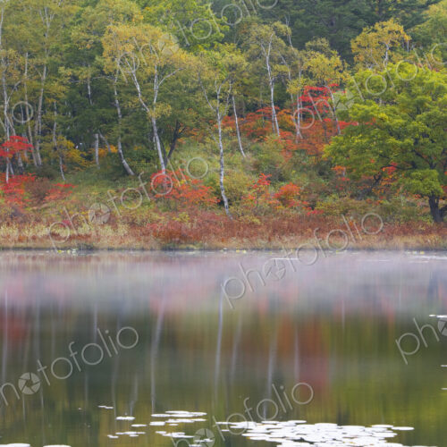 View across a calm lake to trees with autumn foliage View across a calm lake to trees with autumn foliage