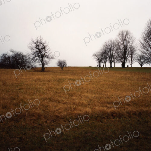 View across a field in winter, brown vegetation and bare trees against a grey sky.