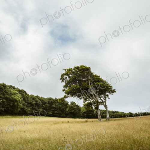 View across a field of tall grass in summer, windswept bent over trees and woodland.