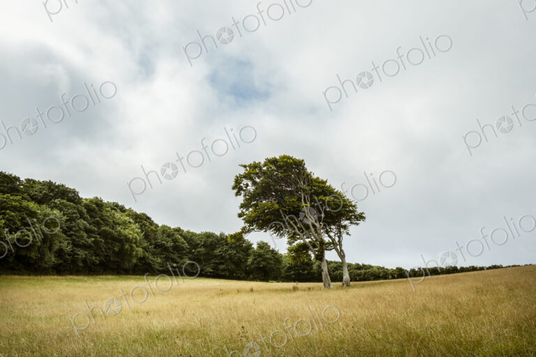 View across a field of tall grass in summer, windswept bent over trees and woodland.