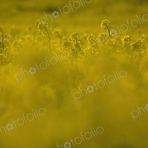 View across a field with bright yellow Rapeseed, Brassica napus. View across a field with bright yellow Rapeseed, Brassica napus.