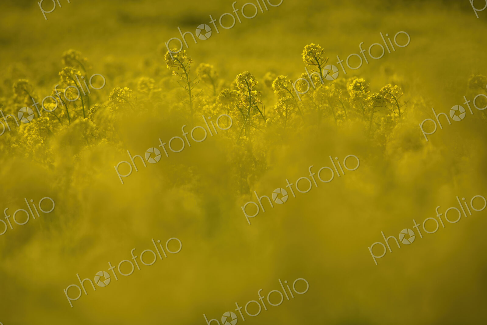View across a field with bright yellow Rapeseed, Brassica napus.