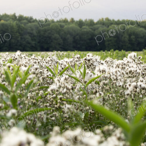 View across a meadow of grass and tall wild flowering plants, to dense woodland. View across a meadow of grass and tall wild flowering plants, to dense woodland.
