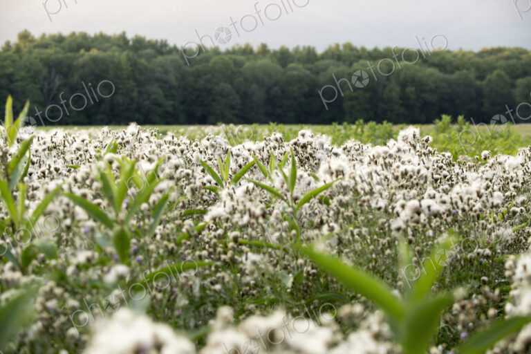 View across a meadow of grass and tall wild flowering plants, to dense woodland.