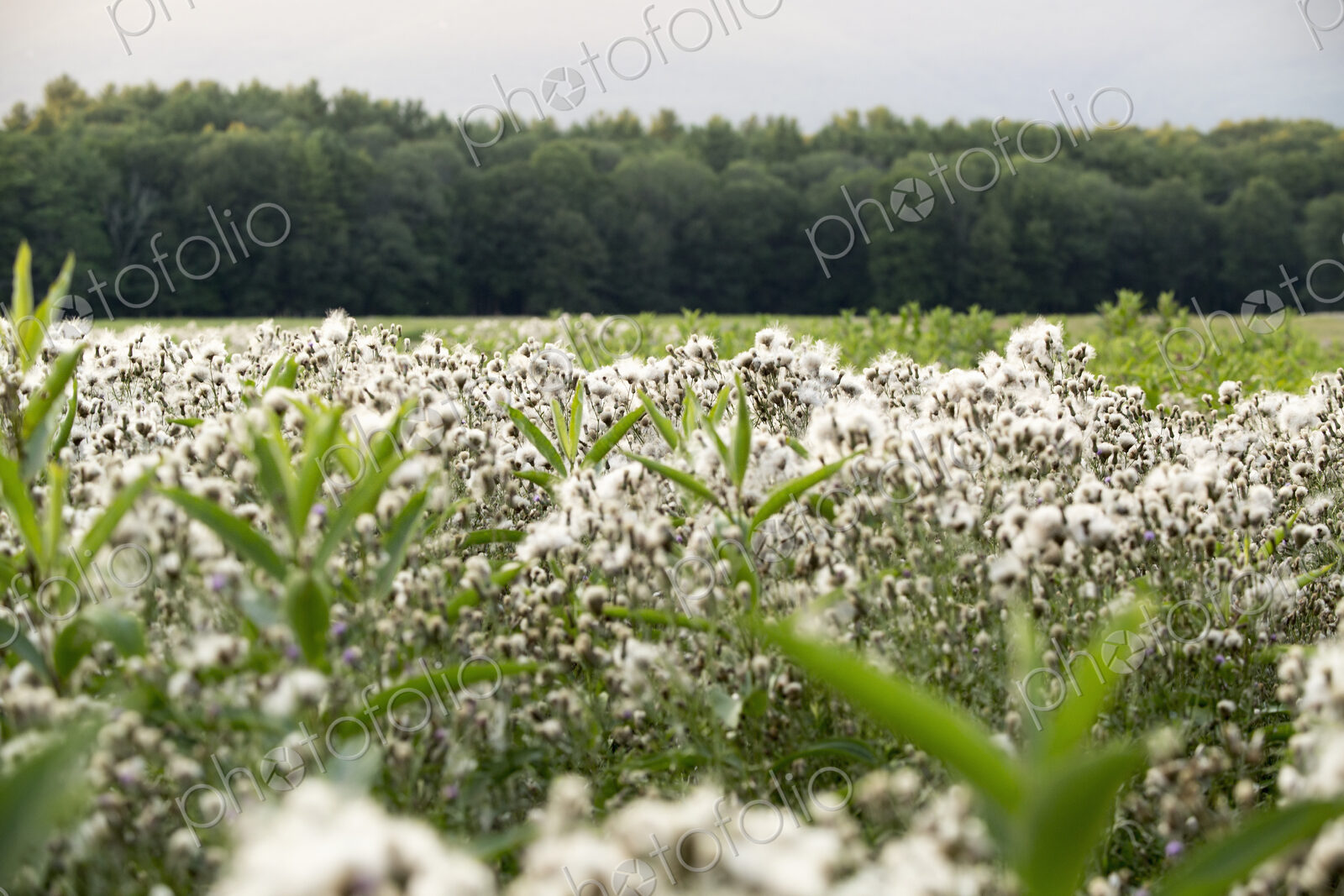 View across a meadow of grass and tall wild flowering plants, to dense woodland.