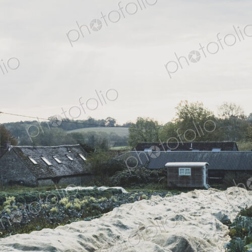 View across fields on vegetable farm covered in cloth, farm buildings in the background. View across fields on vegetable farm covered in cloth, farm buildings in the background.