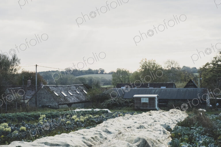 View across fields on vegetable farm covered in cloth, farm buildings in the background.