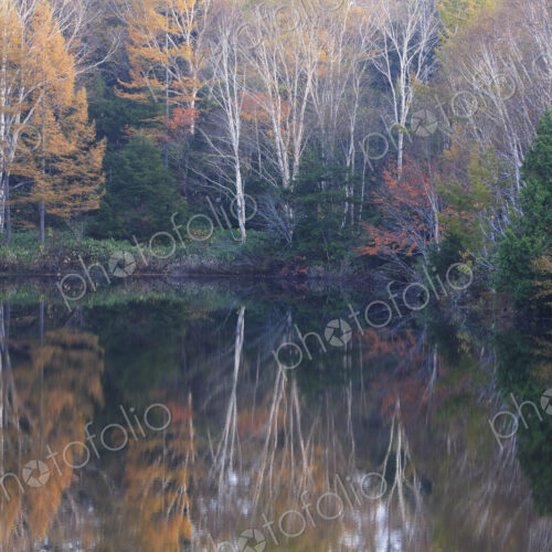 View across lake with reflections of trees with autumn foliage in the water. View across lake with reflections of trees with autumn foliage in the water.
