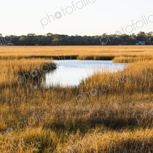 View across the salt marshes and wildlife reserve on a coastal island. View across the salt marshes and wildlife reserve on a coastal island.