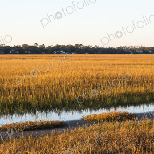 View across the salt marshes and wildlife reserve on a coastal island. View across the salt marshes and wildlife reserve on a coastal island.
