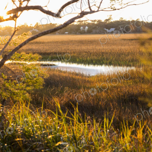 View across the salt marshes and wildlife reserve on a coastal island. View across the salt marshes and wildlife reserve on a coastal island.